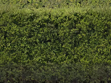 moss texture (ID:ffacg40432)