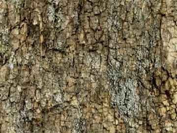 bark texture (ID:ffabg86427)