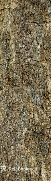 bark texture