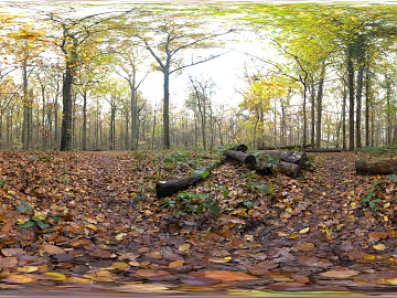 Outdoor Forest Daytime HDR texture (ID:ffabg28501)