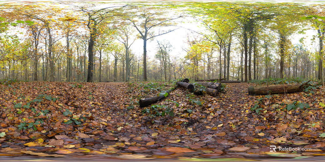 Outdoor Forest Daytime HDR texture