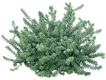 Shrubs texture (ID:ffaag13611)