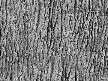 bark texture (ID:ffacg88547)