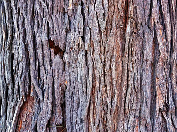 ancient tree bark 3d model