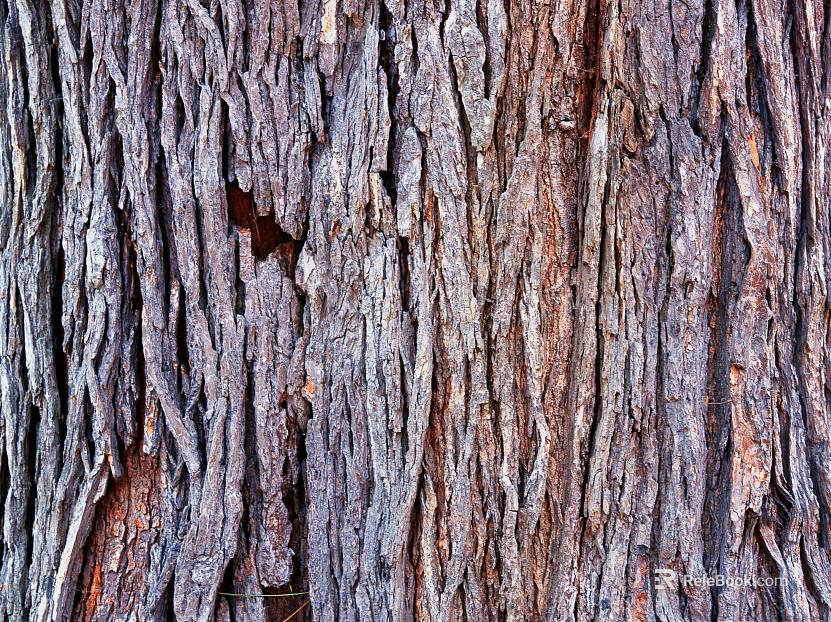 ancient tree bark texture