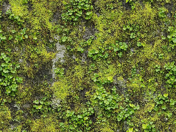 Garden Courtyard Moss Lawn Turf Grass Natural Ground texture (ID:ffaeh441139)