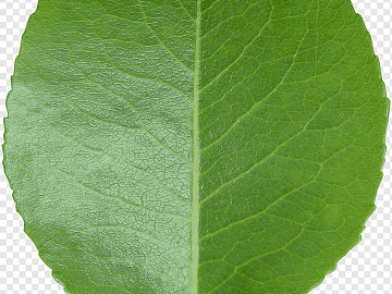 leaves texture (ID:ffacg68808)