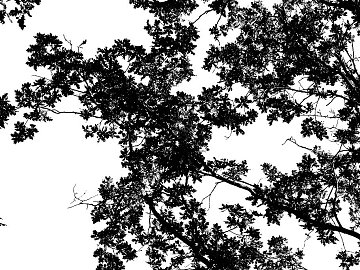 black and white tree shadow texture (ID:ffaeg87261)