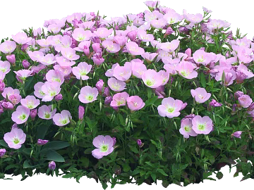 Flowers texture (ID:ffajg46671)