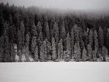 Snow forest dividing line can be used for commercial snow forest dividing ternary gray static domain development snow forest exterior view texture (ID:ffach377263)