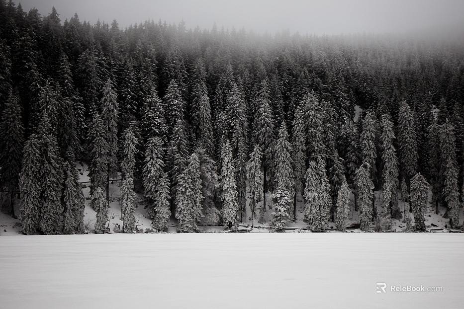 Snow forest dividing line can be used for commercial snow forest dividing ternary gray static domain development snow forest exterior view texture