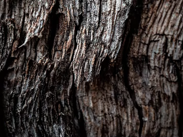 bark texture (ID:ffagg66928)