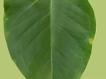 Green broadleaf plant leaves texture (ID:ffaeh645239)