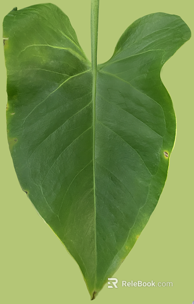 Green broadleaf plant leaves texture
