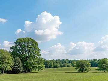 outdoor grassland forest sky grassland texture (ID:ffach535528)