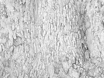 bark texture (ID:ffacg15501)