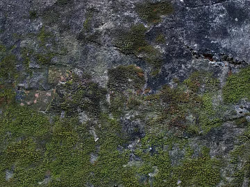 moss texture (ID:ffaag34051)