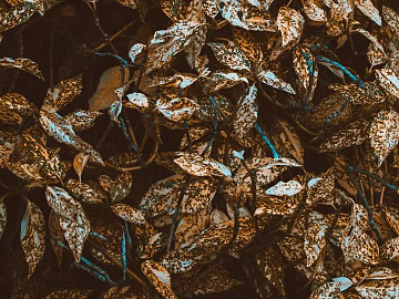 leaves texture (ID:ffagg15928)
