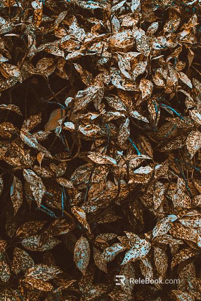 leaves texture