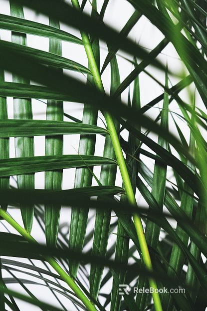 Plants texture