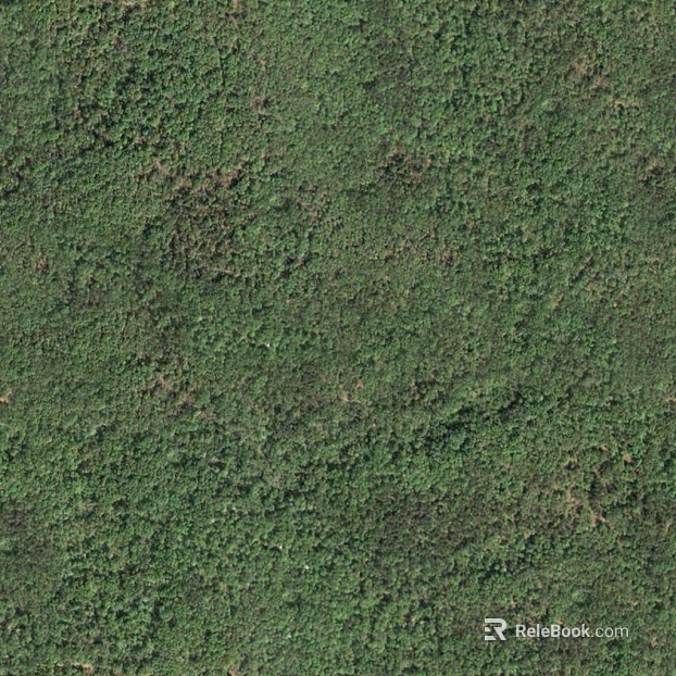 moss texture