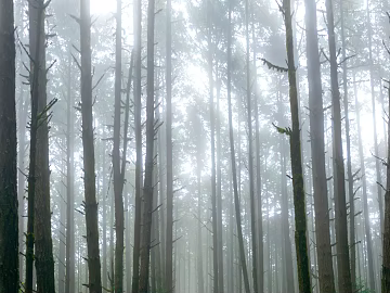 Forest texture (ID:ffaeg97527)