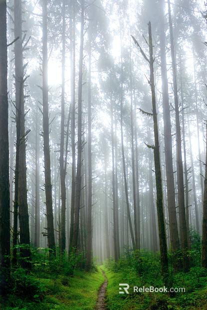 Forest texture