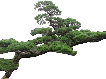 Tree texture (ID:ffabf9728)