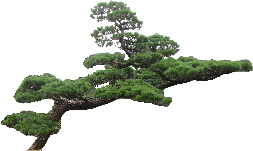 Tree texture