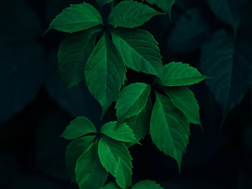 Plants texture (ID:ffabg40142)