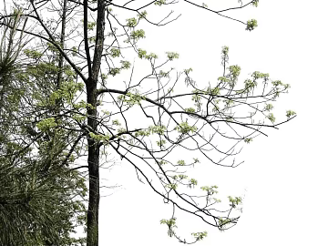 Tree texture (ID:ffaef8565)