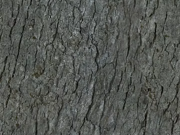 ancient tree bark 3d model