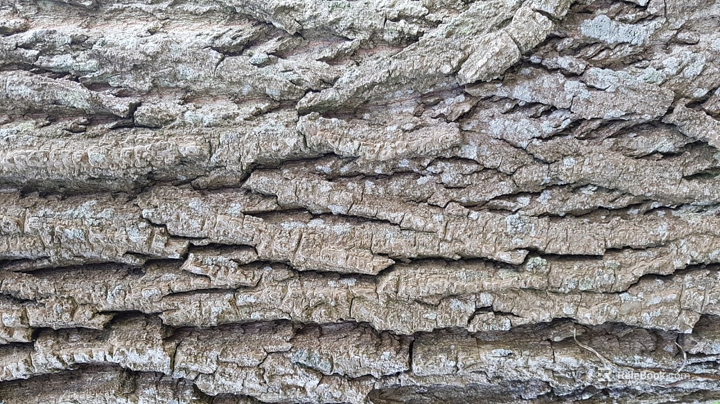bark texture
