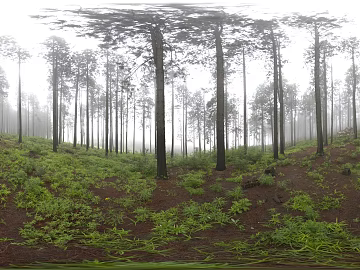 Outdoor Forest Daytime HDR texture (ID:ffhbe694)