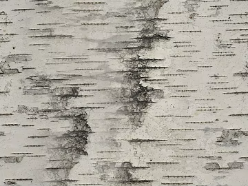 bark texture (ID:ffacg05627)