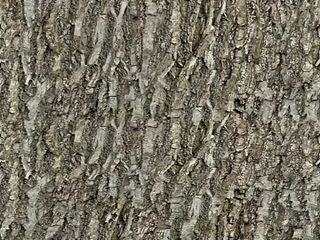 bark texture (ID:ffagg05930)