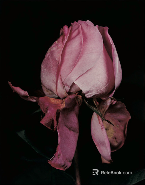Flowers texture