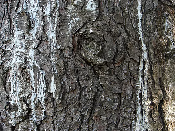 bark texture (ID:ffagg75951)