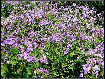 Flowers texture (ID:ffaag78289)