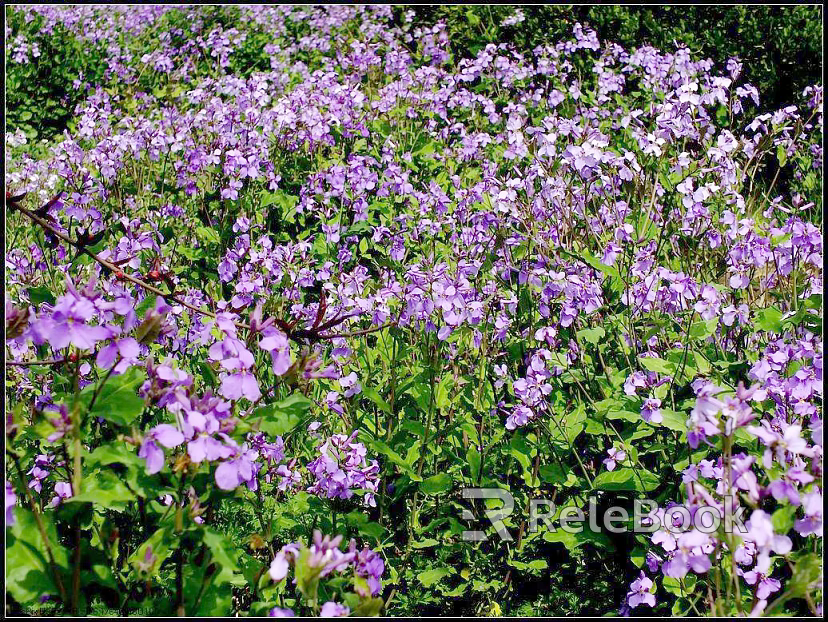 Flowers texture