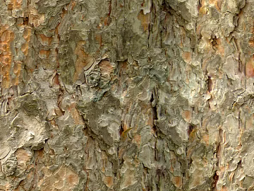 bark texture (ID:ffabg61376)