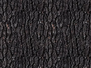 bark texture (ID:ffadg80519)