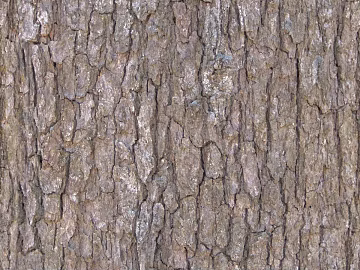 bark texture (ID:ffaeg37546)