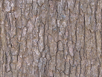 bark texture (ID:ffaeg37546)