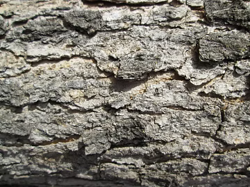 bark texture (ID:ffaag45022)