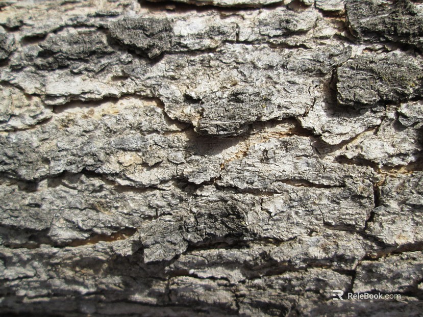 bark texture