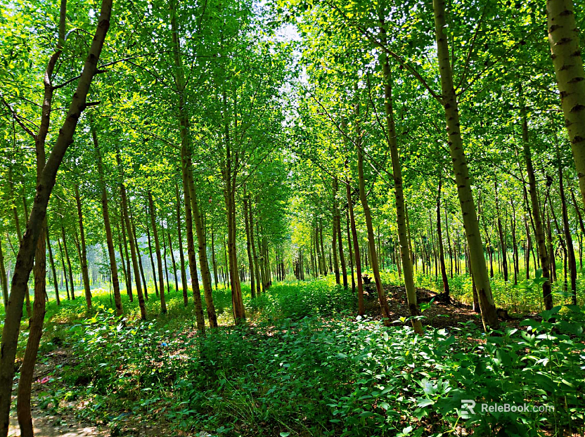 Forest texture
