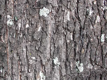 bark texture (ID:ffacg55065)