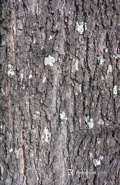 bark texture