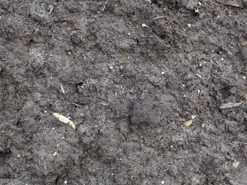 Mud texture (ID:ffacg07967)